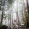 a person standing in a forest