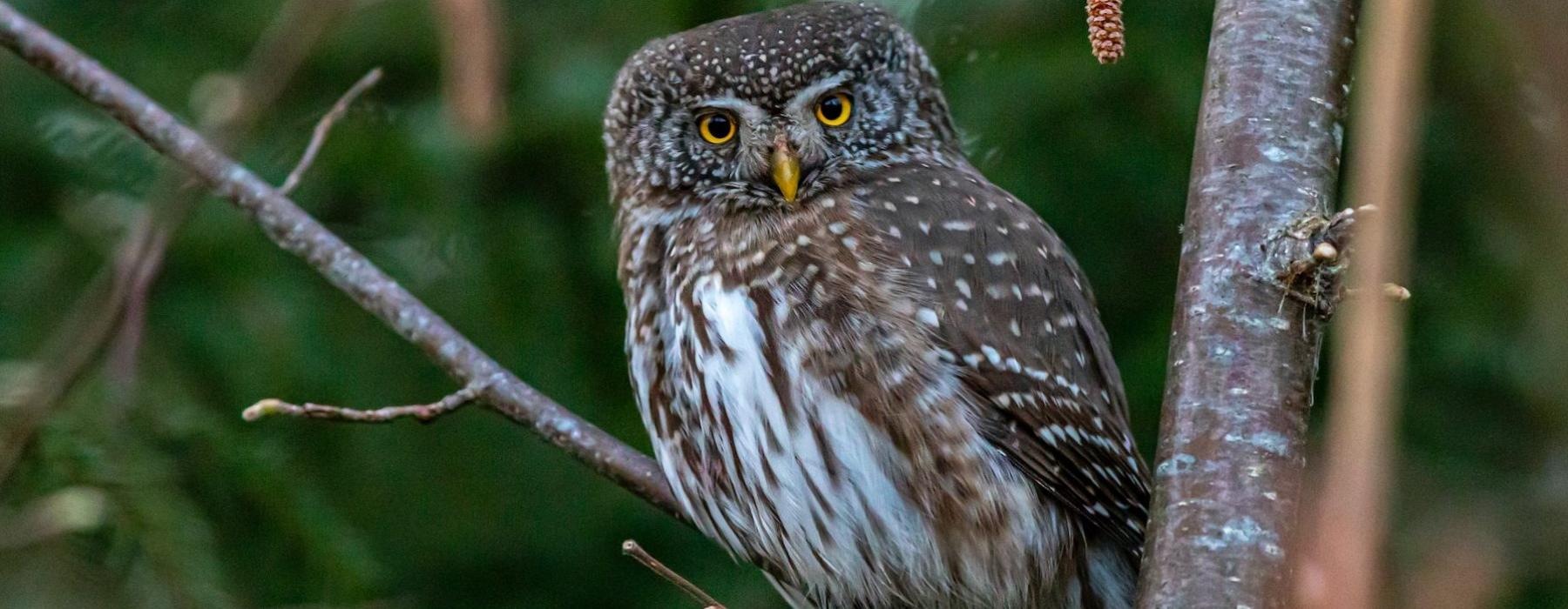 an owl on a tree branch