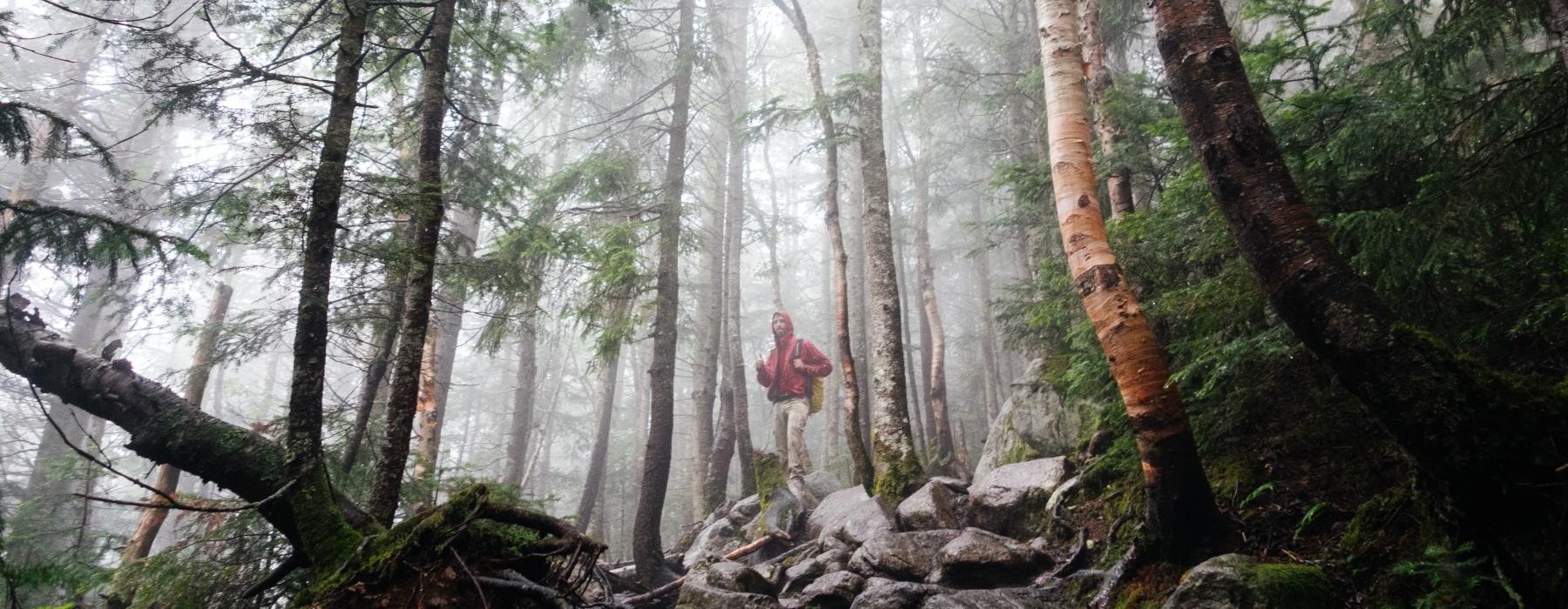 a person standing in a forest