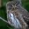 an owl on a tree branch
